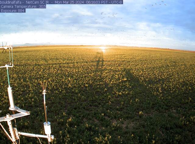 Flock of geese flying over the alfalfa field