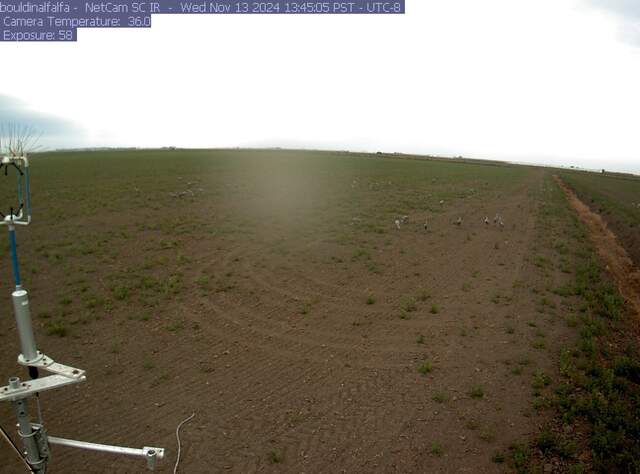 Sandhill cranes on alfalfa field replanted with winter wheat