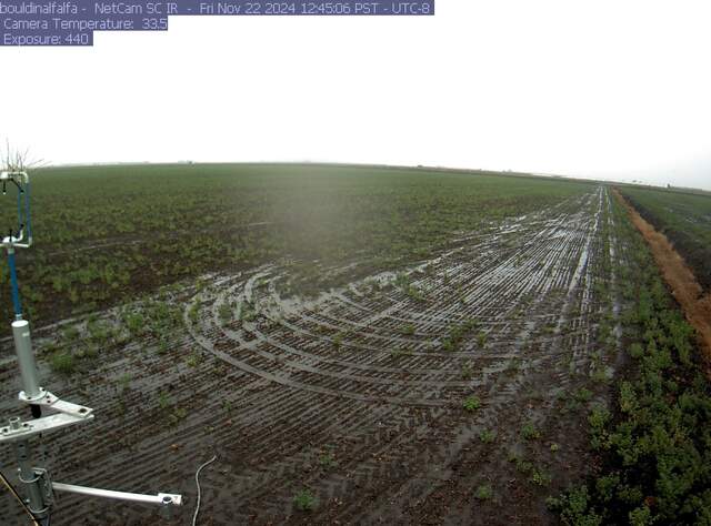 Rain puddles on the winter wheat field