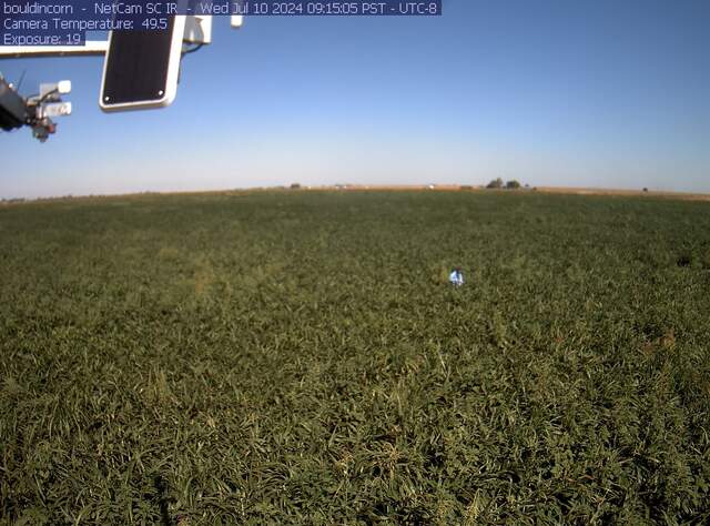 Someone lost in the sorghum field