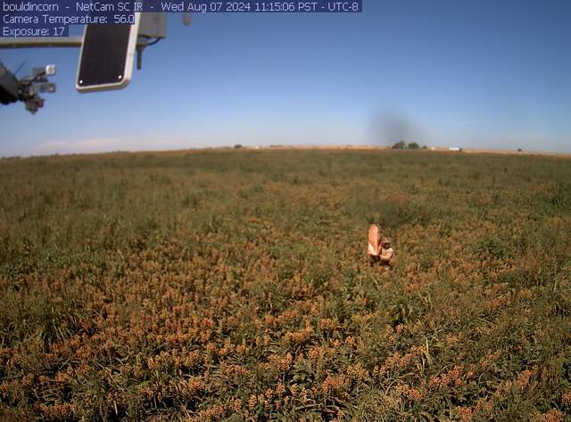 Joe doing clip plots in the sorghum