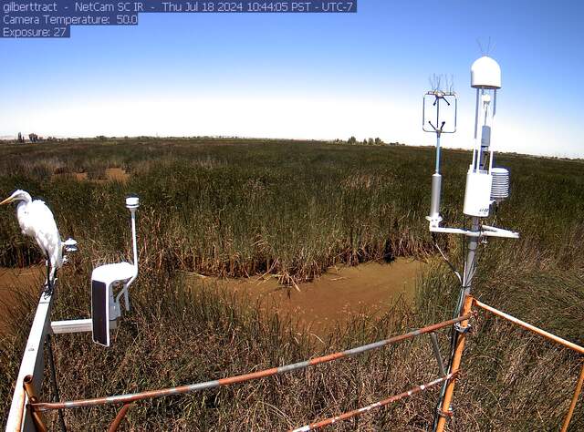 Great white egret on the radiometer boom