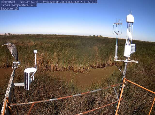 Great blue heron on the radiometers