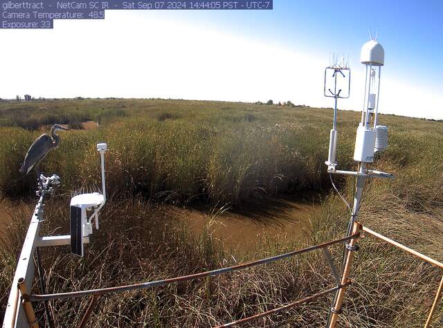 Great blue heron on the radiometers