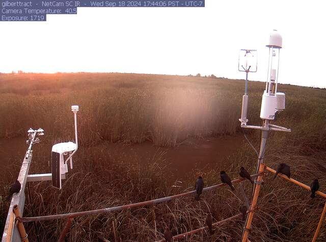 Blackbirds on tower railings