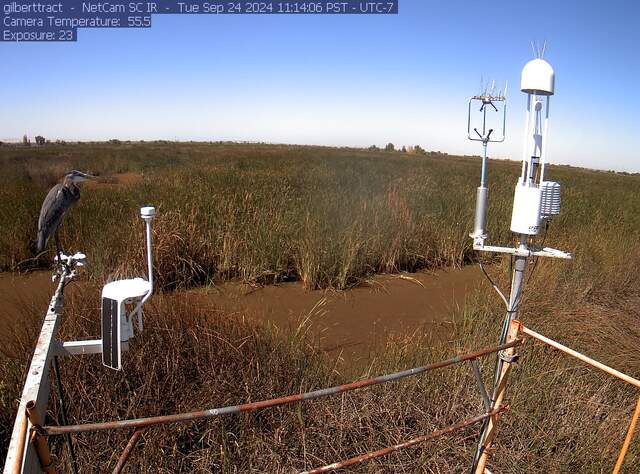 Great blue heron on the radiometers