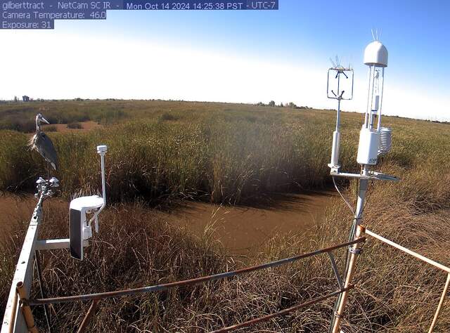 Great blue heron on the radiometers