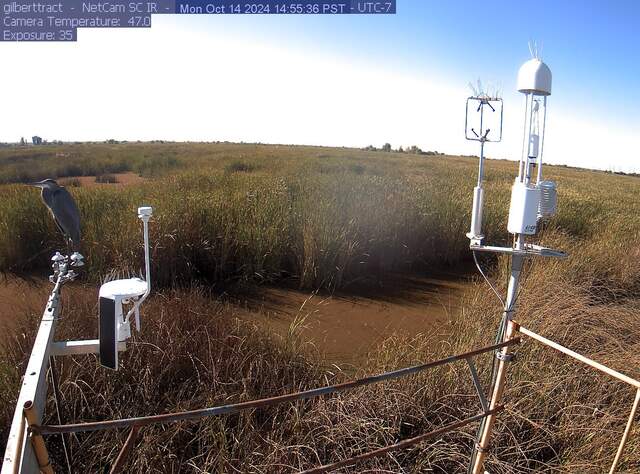 Great blue heron on the radiometers