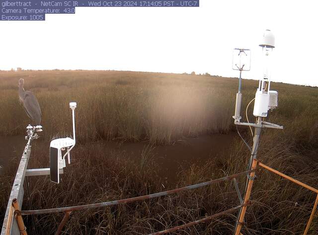 Great blue heron on the radiometers