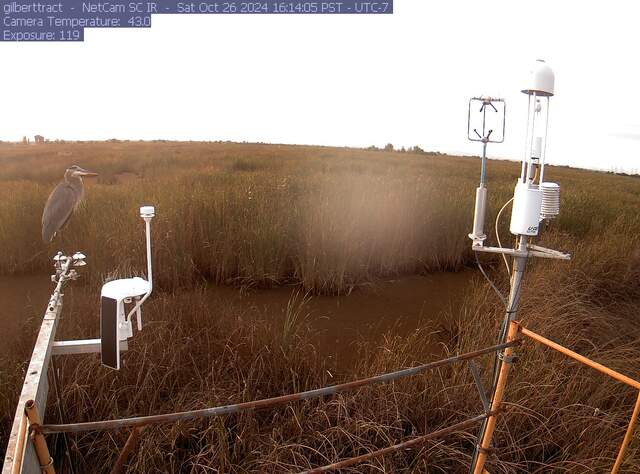 Great blue heron on the radiometers