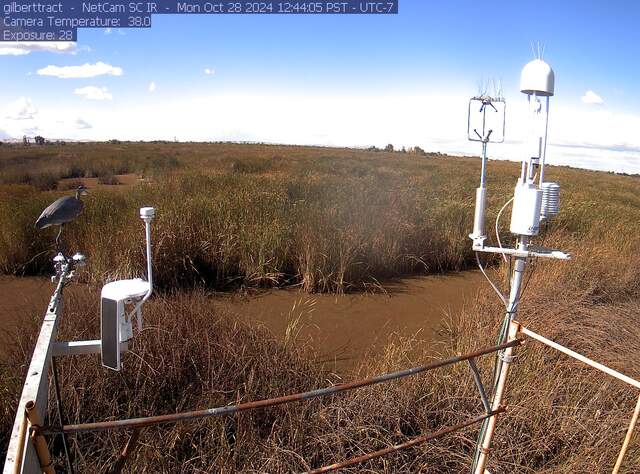 Great blue heron on the radiometers