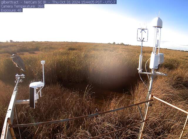 Great blue heron on the radiometers