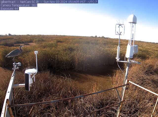 Great blue heron on the radiometers