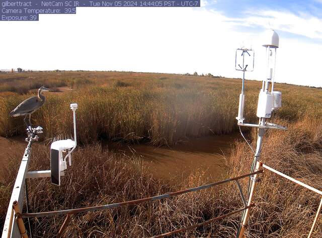 Great blue heron on the radiometers