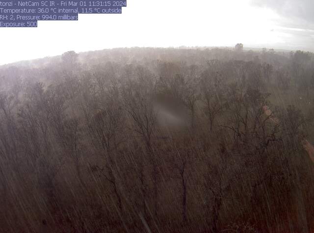 Heavy rain over the oak savanna