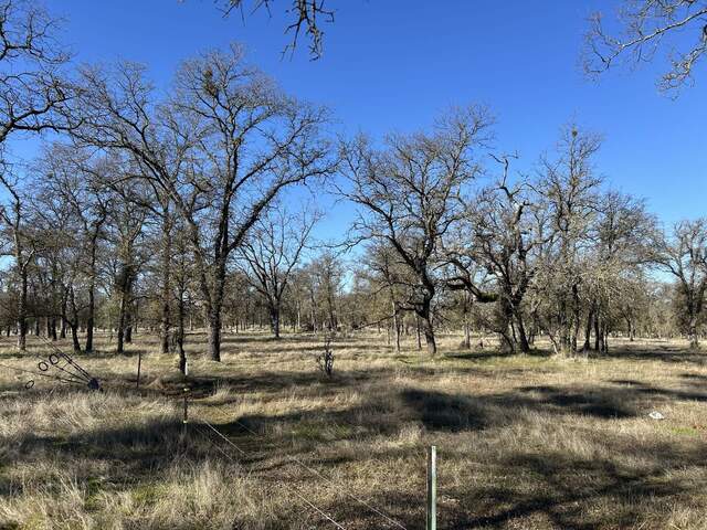 Bare oak trees with just a glimmer of green grass starting to poke up through the litter