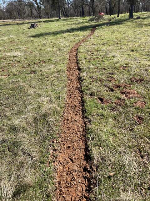 Cows make very precise paths through the grass