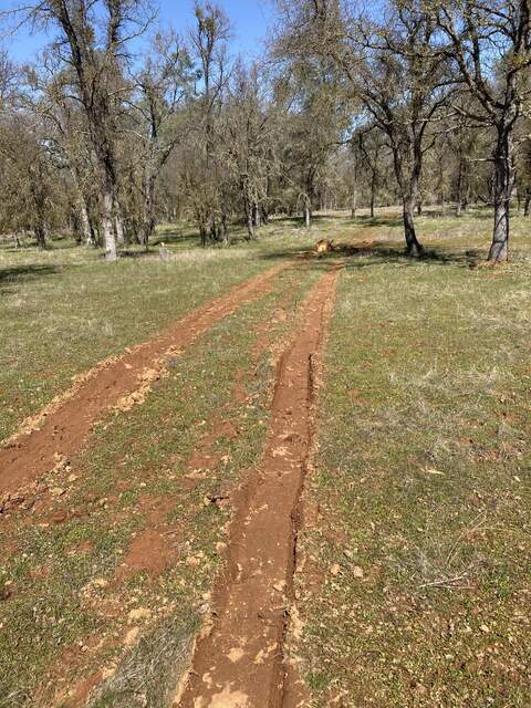 Ruts left by Rob pulling pine logs out