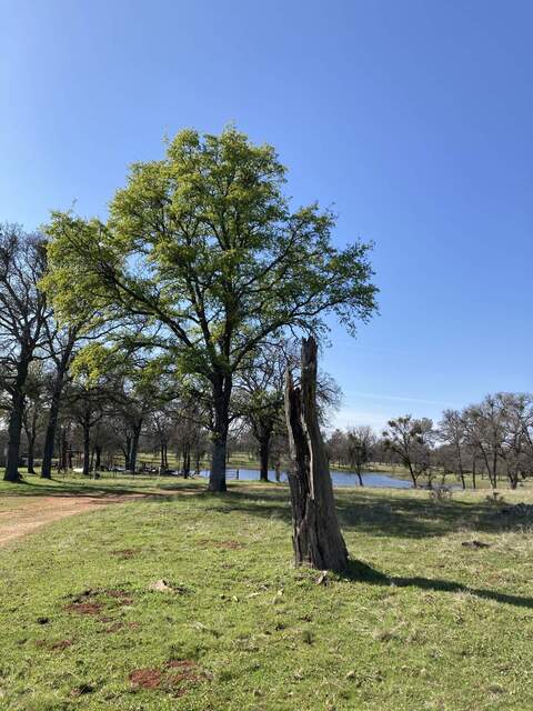 Oak tree near Tonzi house has leaves early