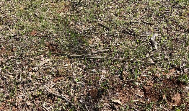 Northwestern garter snake