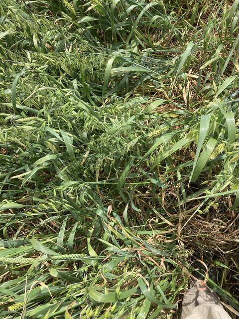 Mixture of wheat and oat plants hiding a camera box