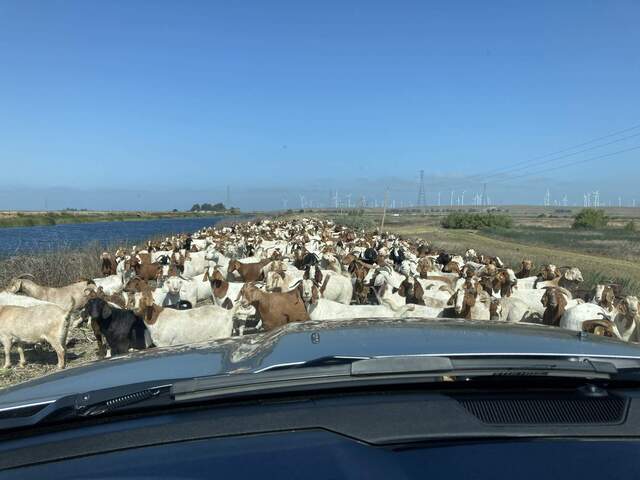 A sea of goats blocks the road