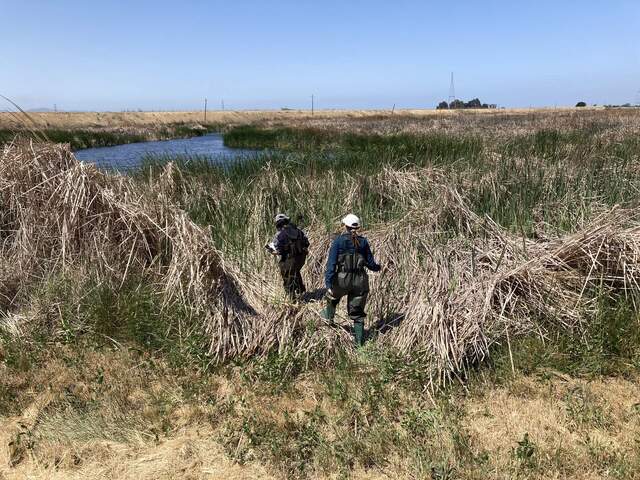 Eden and Chloe heading in to the wetland to get water samples