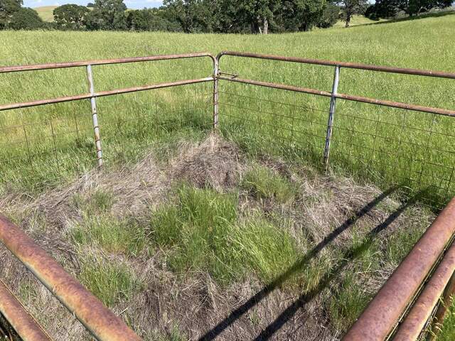 Grass growth in ungrazed and grazed pasture