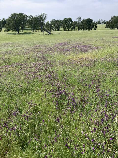 Vetch flowering in the Vaira pasture