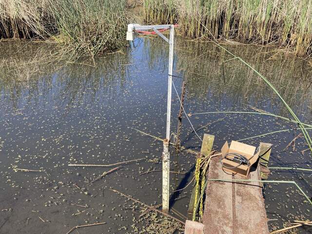 Sonic water level sensor, end of the boardwalk and sparse Azolla.