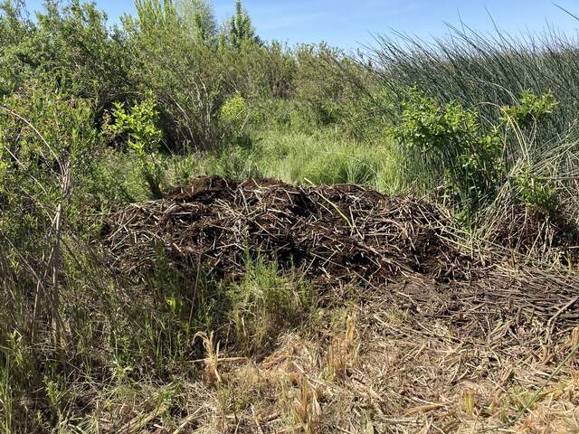 A pile of Azolla and other debris removed from the pond