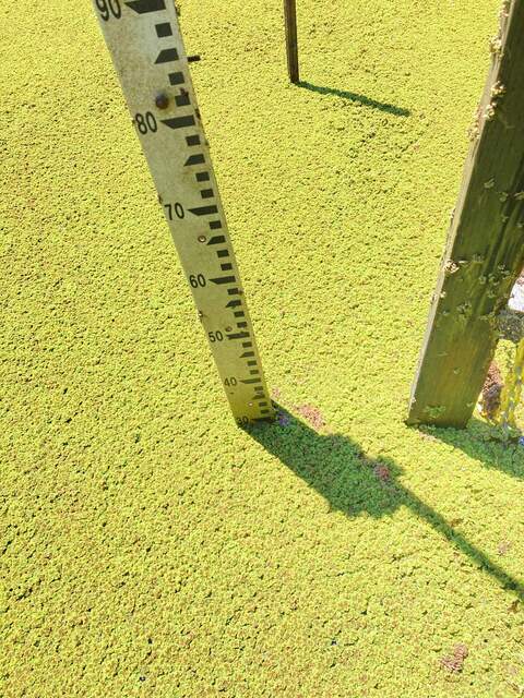 Staff gauge and super green Azolla on the water surface