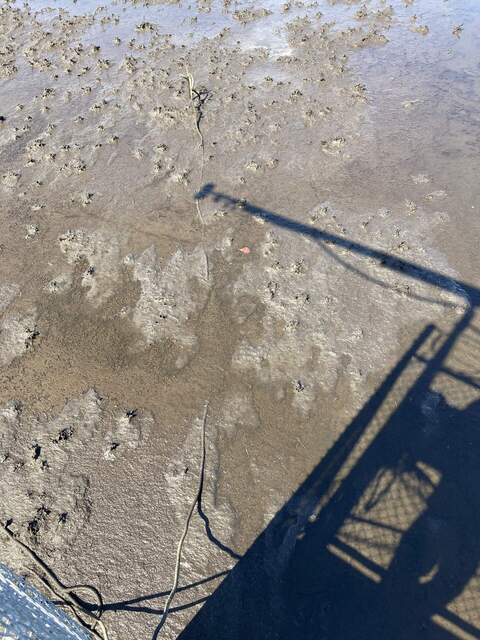 Soil heat flux plate exposed on the mud flat by erosions