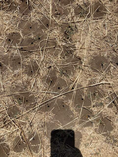 Burrows of sunflower chimney bees in the ground of the cow pasture