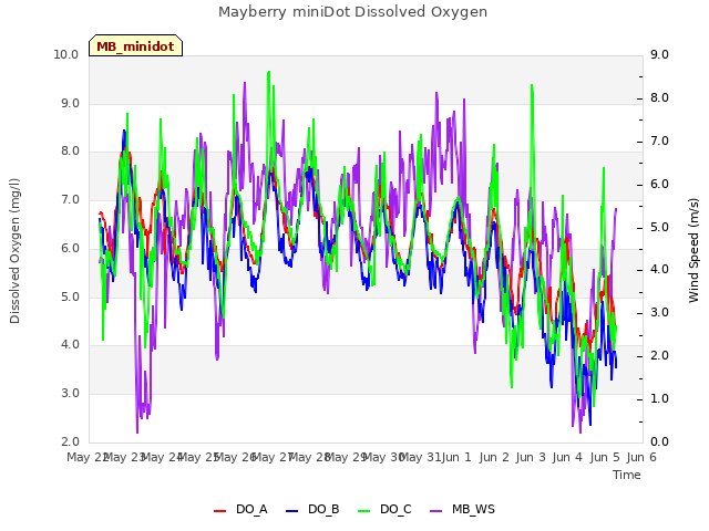 plot of Mayberry miniDot Dissolved Oxygen