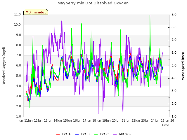 plot of Mayberry miniDot Dissolved Oxygen