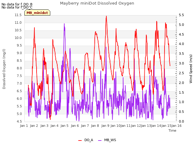 plot of Mayberry miniDot Dissolved Oxygen