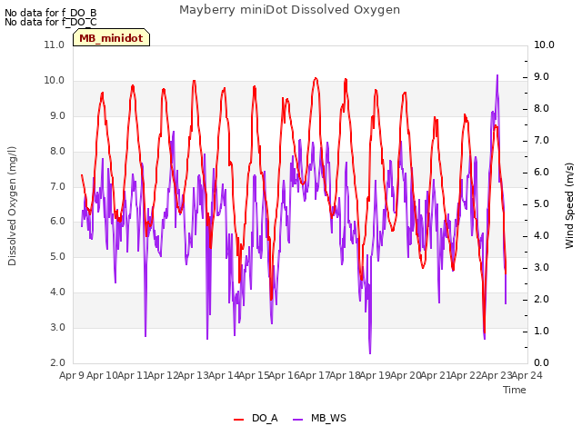 plot of Mayberry miniDot Dissolved Oxygen