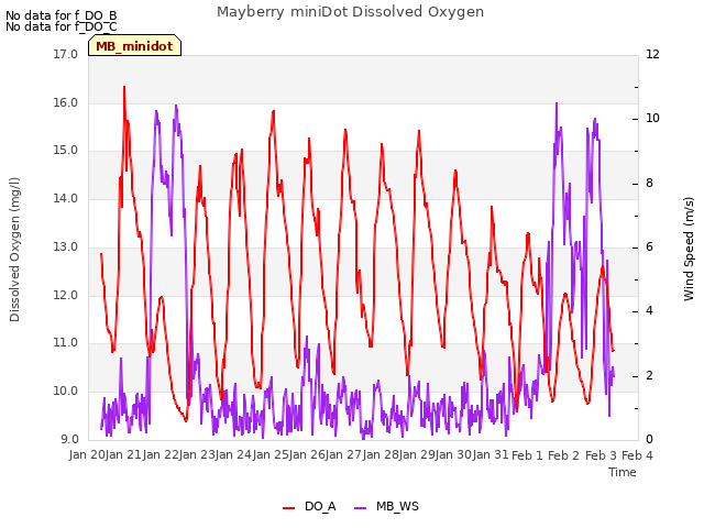 plot of Mayberry miniDot Dissolved Oxygen