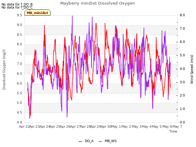 plot of Mayberry miniDot Dissolved Oxygen