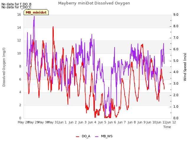 plot of Mayberry miniDot Dissolved Oxygen