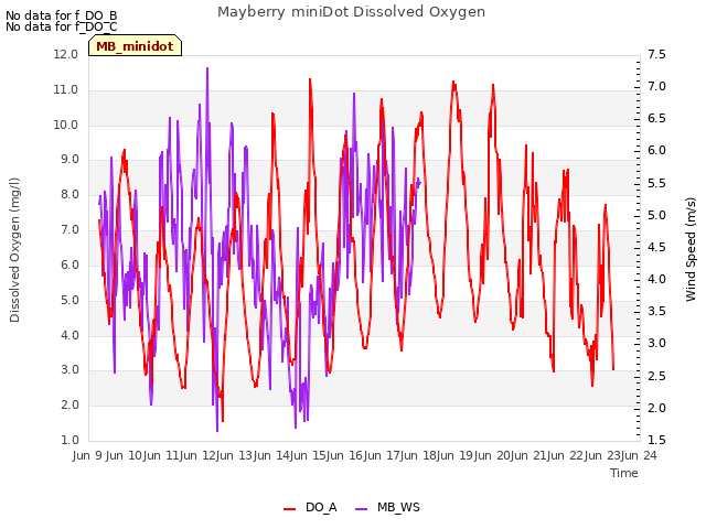 plot of Mayberry miniDot Dissolved Oxygen