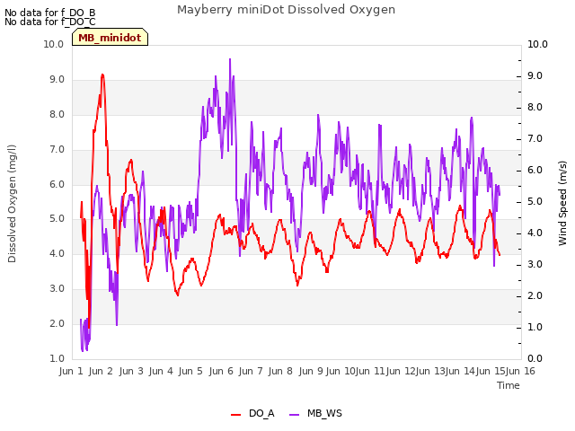 plot of Mayberry miniDot Dissolved Oxygen