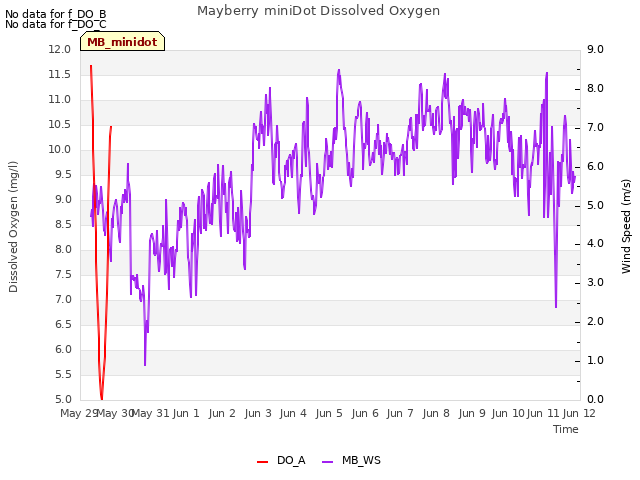 plot of Mayberry miniDot Dissolved Oxygen